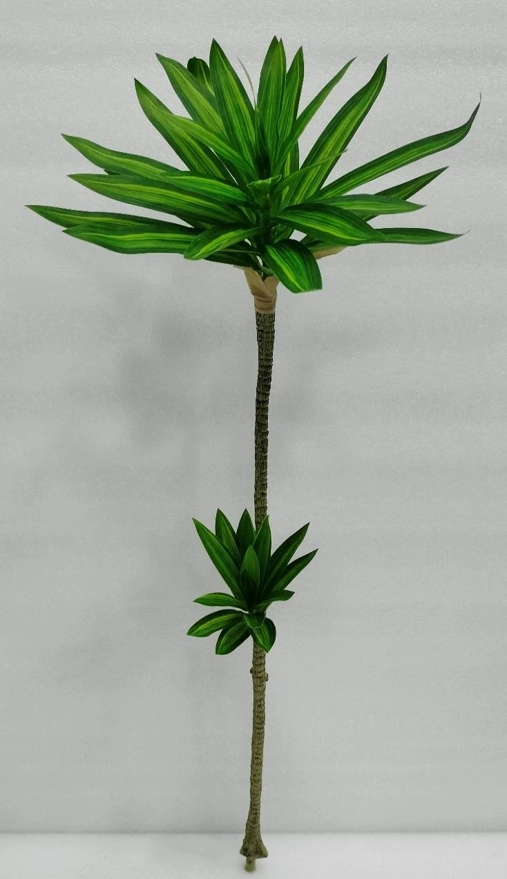 Song Of India Plant x2 90cm